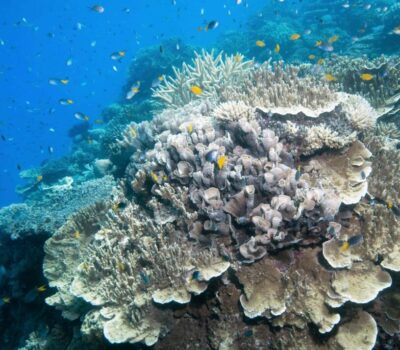 Coral-Moore-reef-SLR-20181129-CALYPSO©2018-SJI-6457-scaled-min